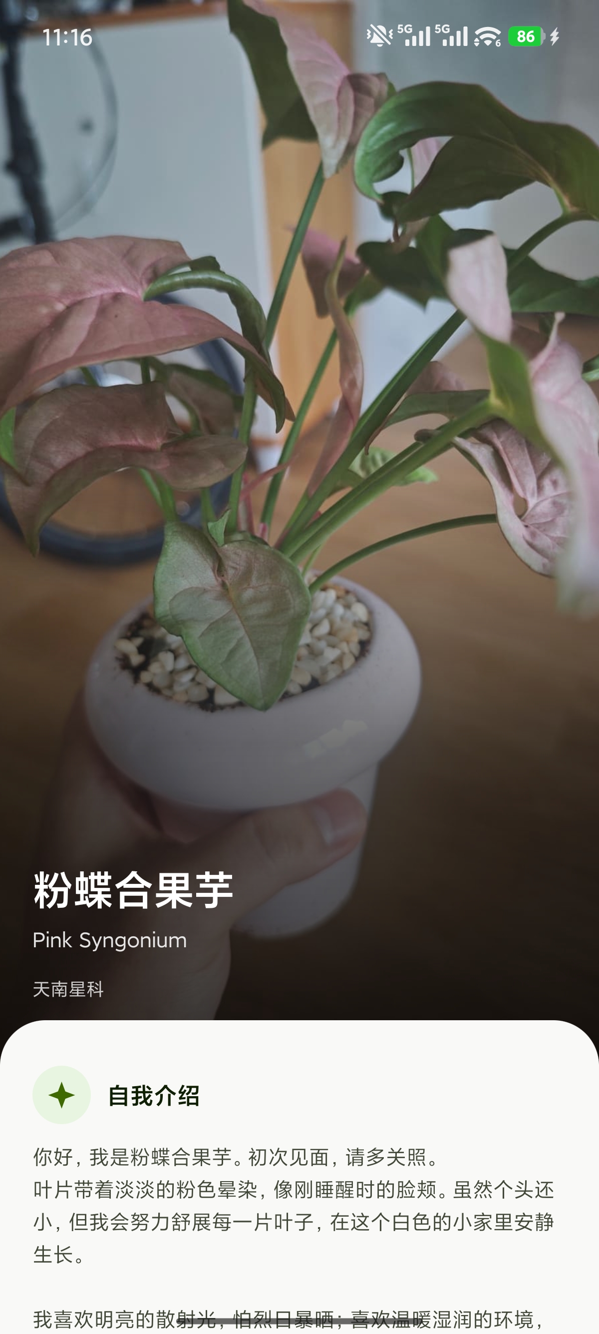 粉蝶合果芋识别结果